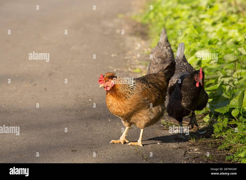 Learn about chicken road slot